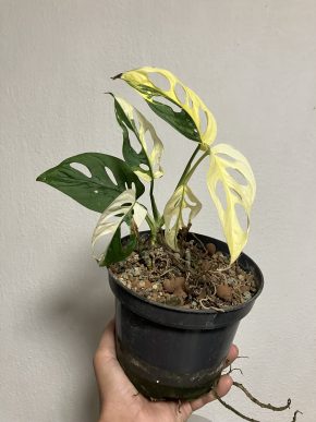Momstera adansonií variegata