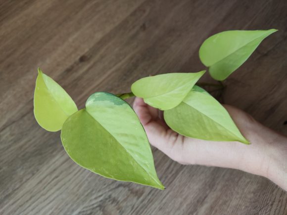 1000014695.jpg