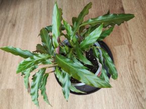 Calathea rufibarba
