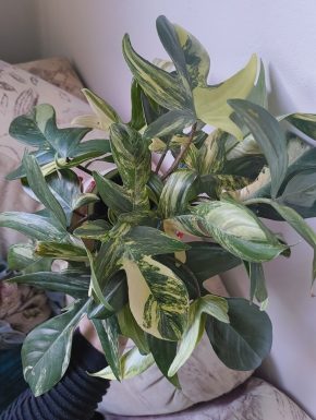 Philodendron Florida Beauty