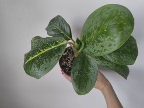 Aglaonema lemon lime