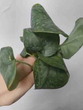 Scindapsus silver splash