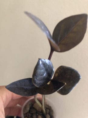 Zamioculcas Raven Black - baby rostlina