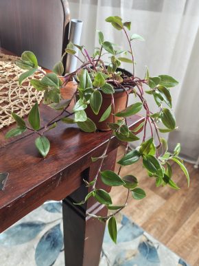 Tradescantia fluminensis