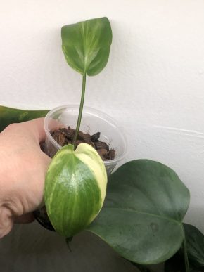 Drimiopsis variegata - rostlina