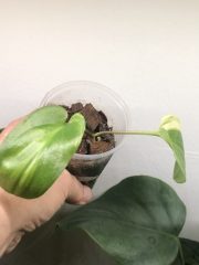 IMG_4886.jpeg