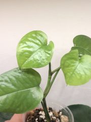IMG_4876.jpeg