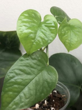 Epipremnum Taiwan - rostlina
