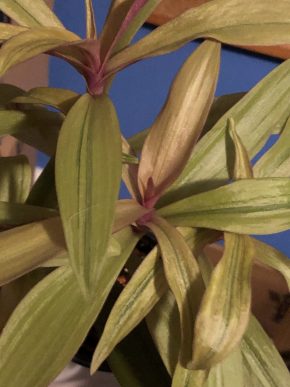 Tradescantia Sitara Gold - čerstvý řizek