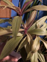 IMG_4843.jpeg