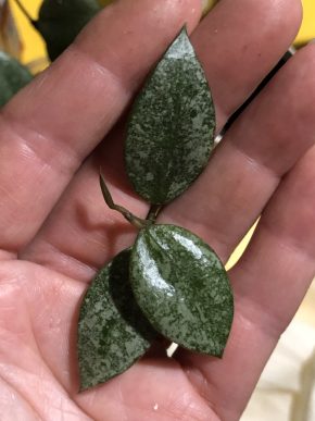 Hoya Walliniana Silver - čerstvý řizek