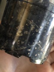 IMG_4905.jpeg