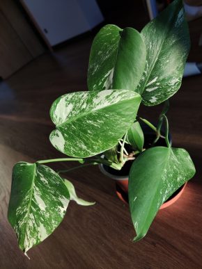 Monstera Albo Variegata