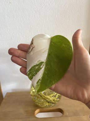 Monstera deliciosa Albo Variegata