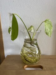 IMG_6706.jpeg