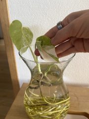 IMG_6708.jpeg