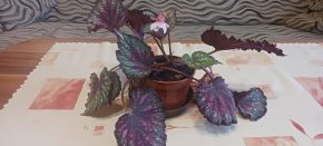 Begonie Rex 2