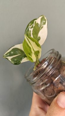 Epipremnum aureum 'N'Joy' řízek s růstem
