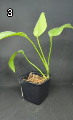 Epipremnum Cebu blue