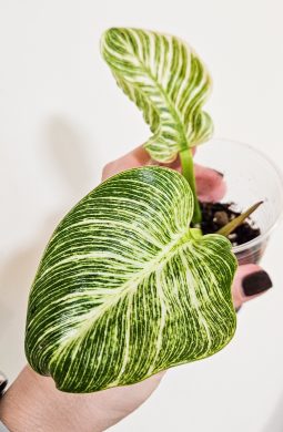 Philodendron Birkin