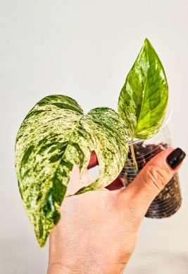 Epipremnum Marble Albo