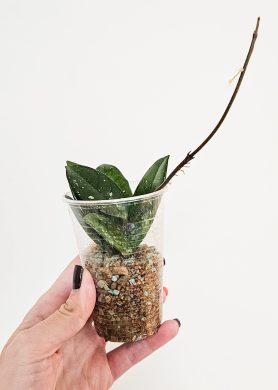 Hoya carnosa