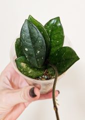 1000141143.jpg