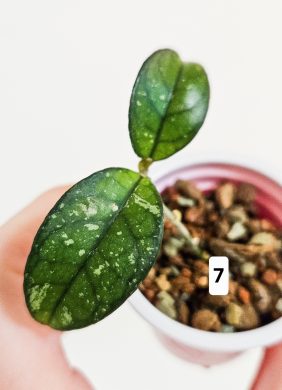 Hoya crassipetiolata splash (round leaves)