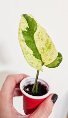 Epipremnum njoy