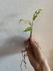 IMG_6721.jpeg