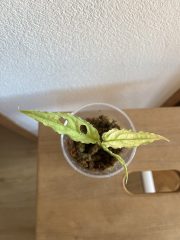 IMG_6720.jpeg