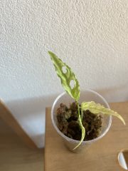 IMG_6719.jpeg
