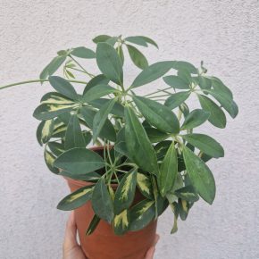 Schefflera