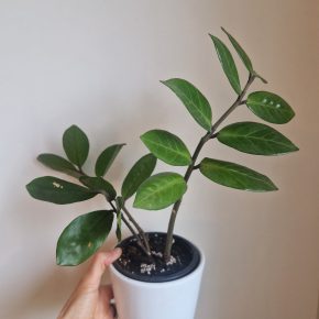Zamioculcas