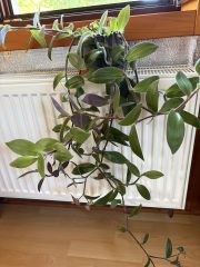 IMG_3493.jpeg