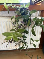 IMG_3491.jpeg
