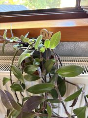 IMG_3492.jpeg