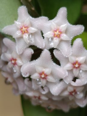 Hoya chouke