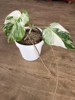Monstera albo variegata