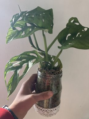 Monstera adansonii - monkey mask