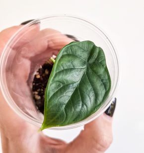 Alocasia Dragon Scale