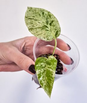 Epipremnum Marble Albo