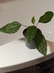 4491.jpg