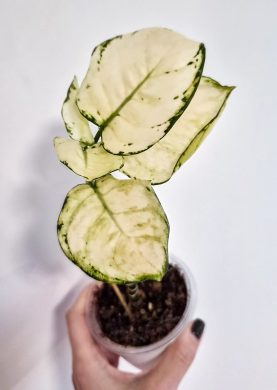 Aglaonema White Joy