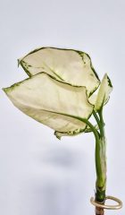 14026.jpg