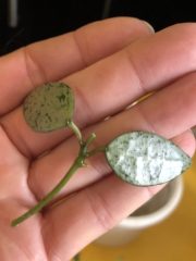 IMG_4951.jpeg
