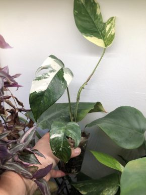 Epipremnum Pinnatum Albo variegata - vedši rostlina
