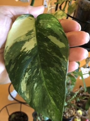 Epipremnum Pinnatum Albo Variegata - stonkovy řizek