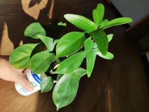 Philodendron pedatum 🌿