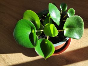 Pilea Raindrop 💧